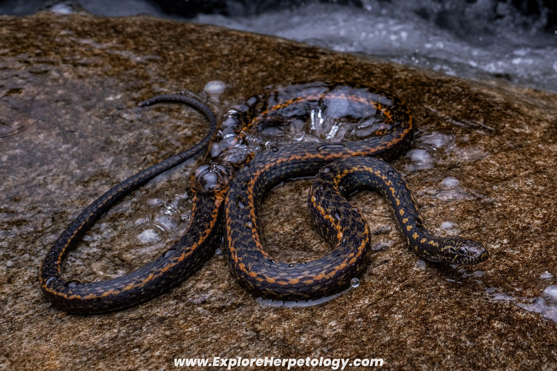 Chapa keelback (Hebius chapaensis).