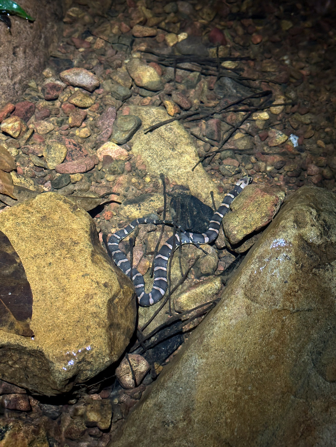 Puff-faced water snake (Homalopsis buccatta).