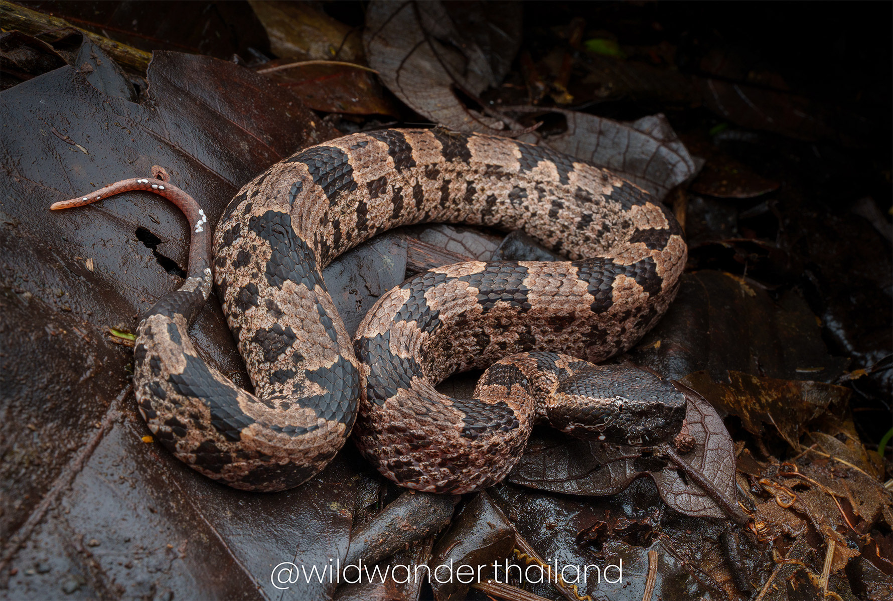 Mountain pit viper (Ovophis cf. monticola)