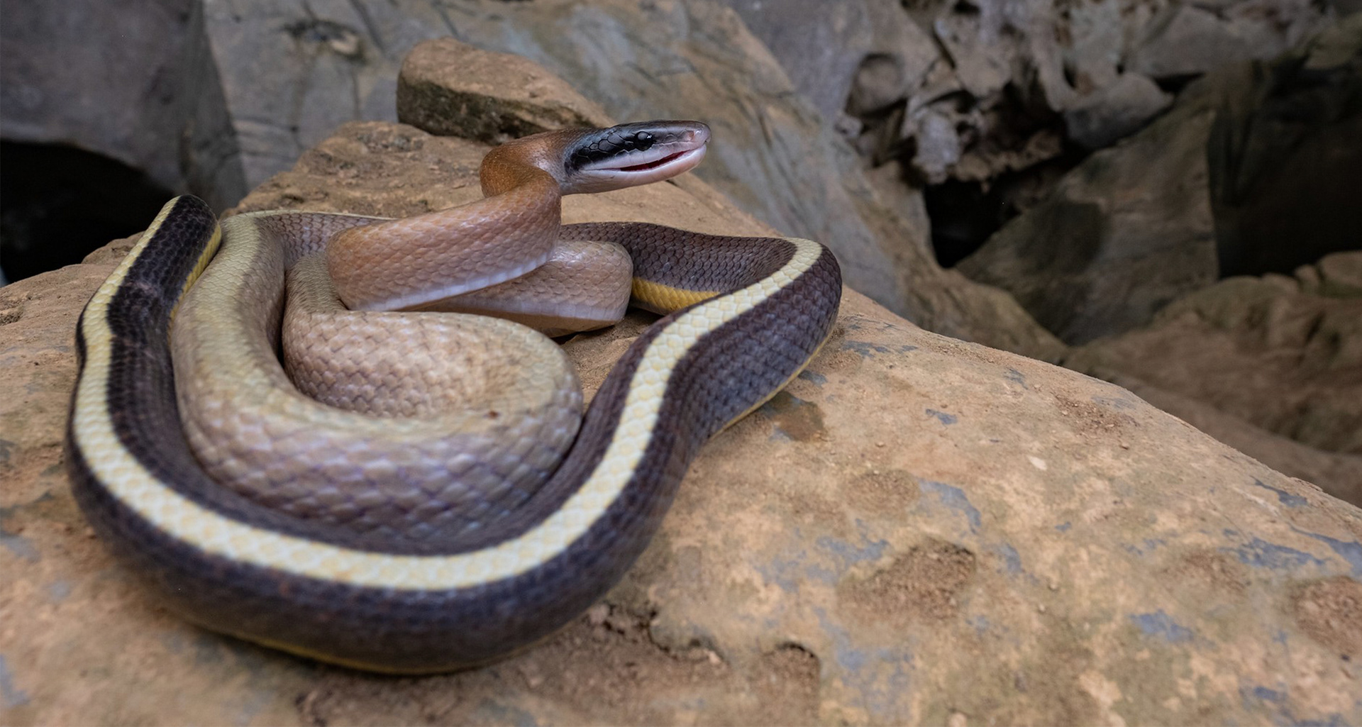 Ridley's cave racer (Elaphe taeniura ridleyi).