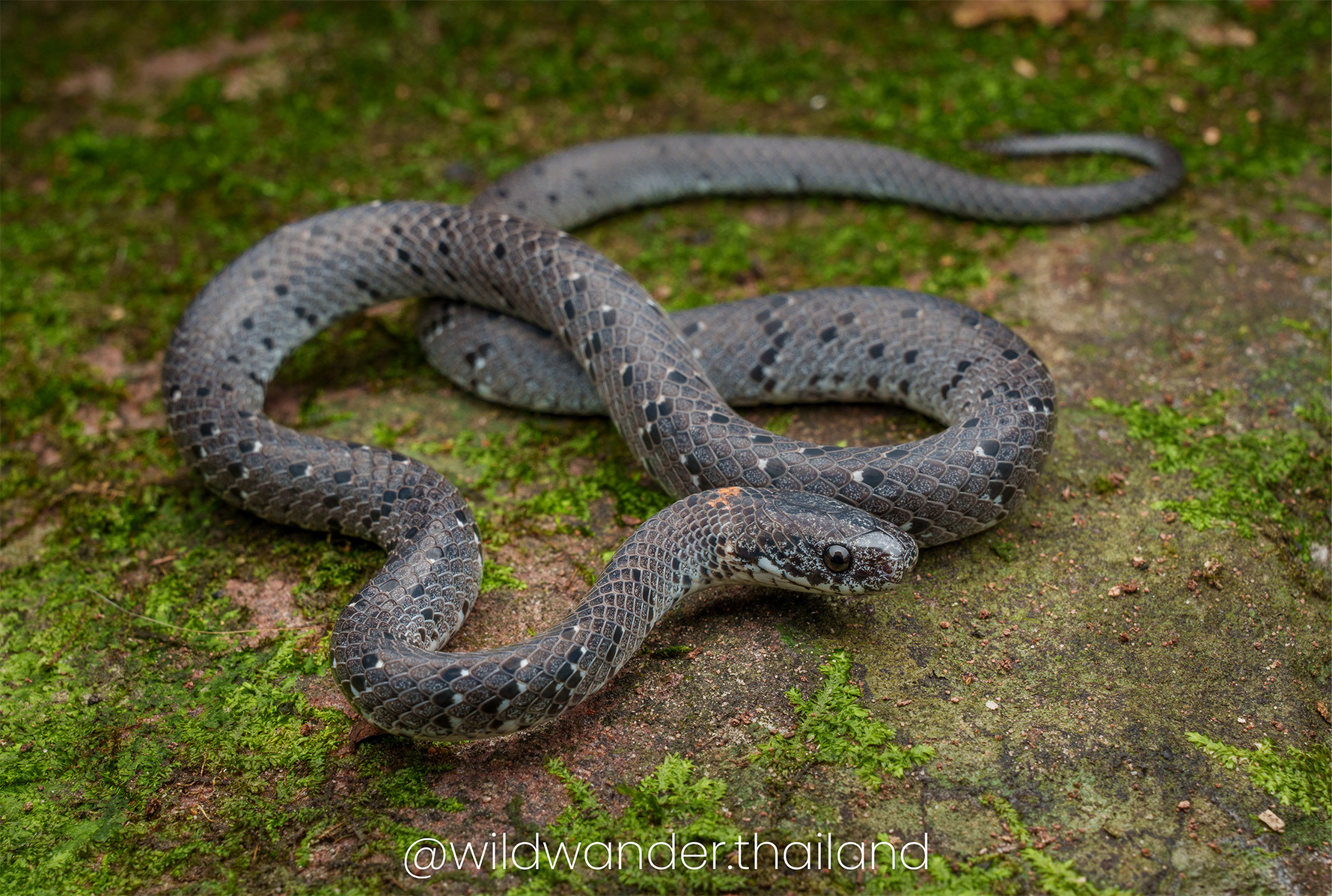 Pareas margaritophorus
