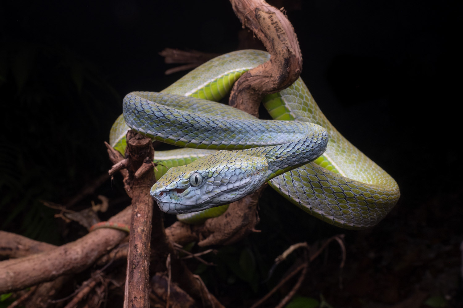 Female Hagen's pit viper (Trimeresurus hageni).