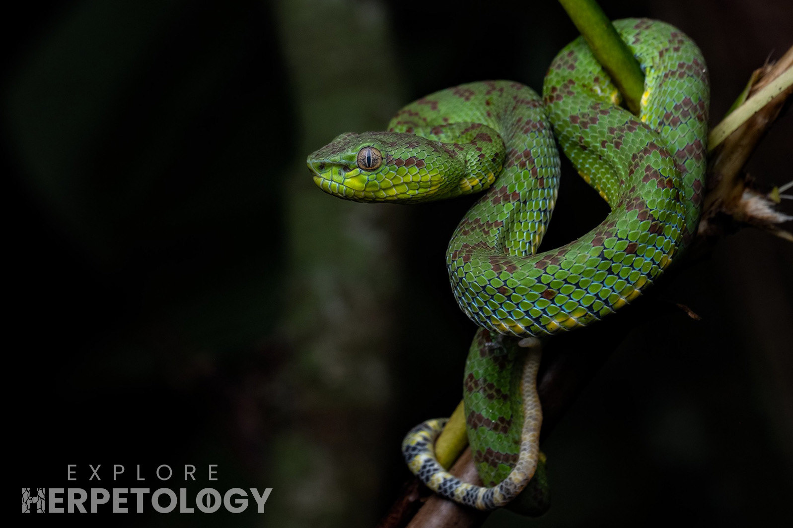 Mindanao/Philippine pit viper (Trimeresurus cf. flavomaculatus).