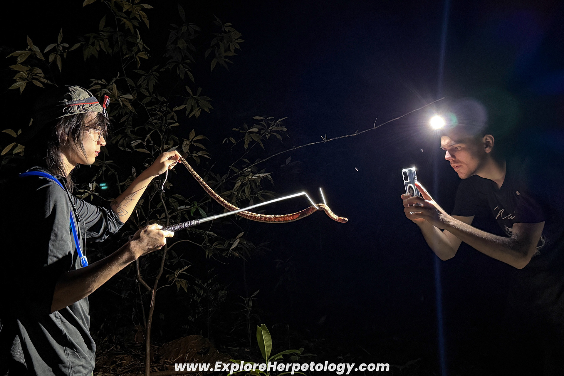 Large female Protobothrops.