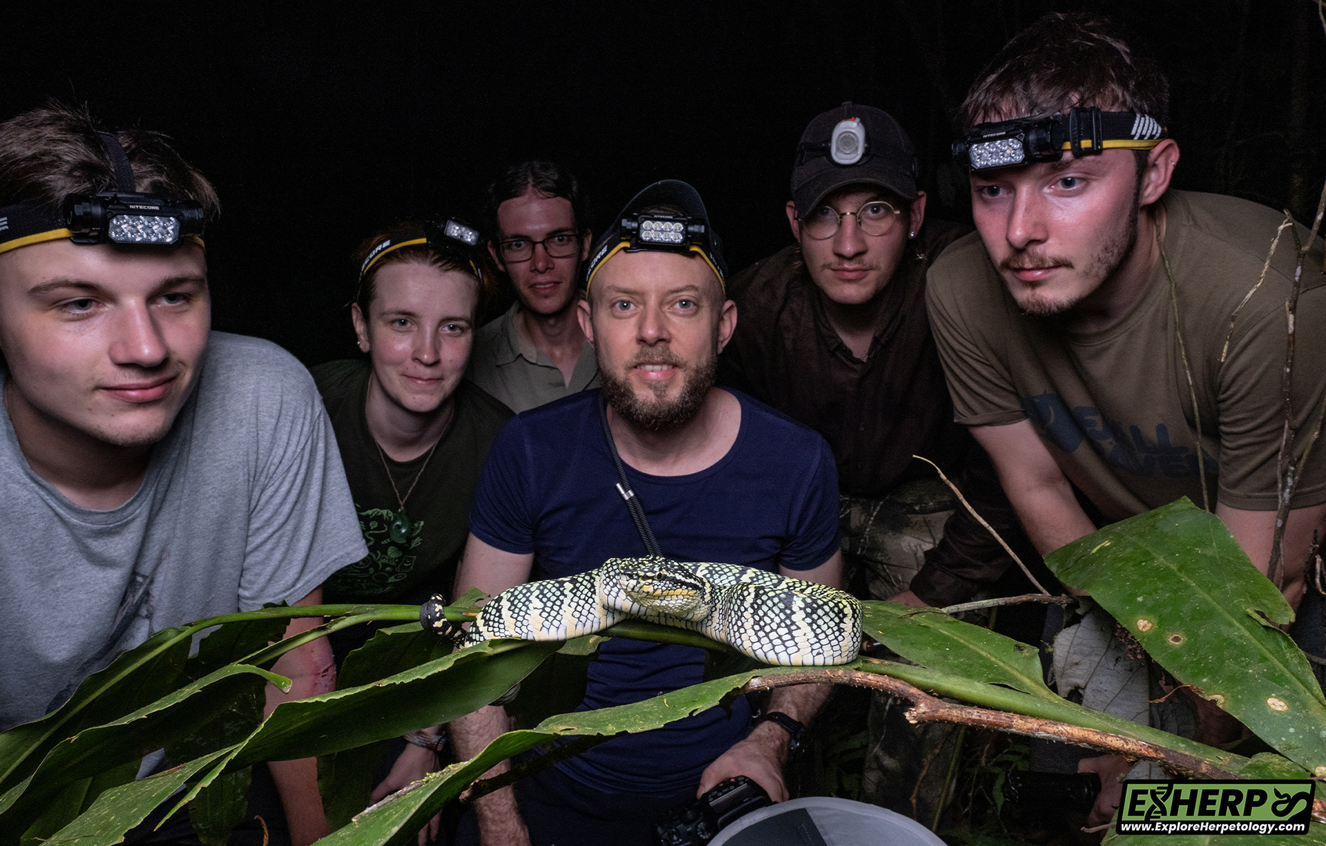 Wagler's pit viper (Tropidolaemus wagleri).