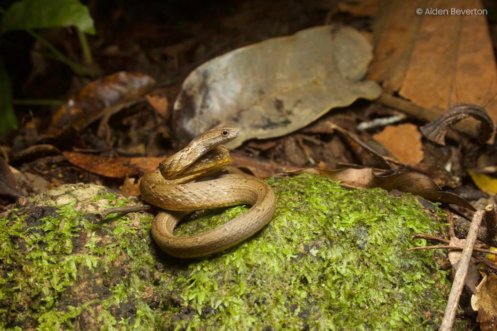 Mock viper (Psammodynastes pulverulentus)