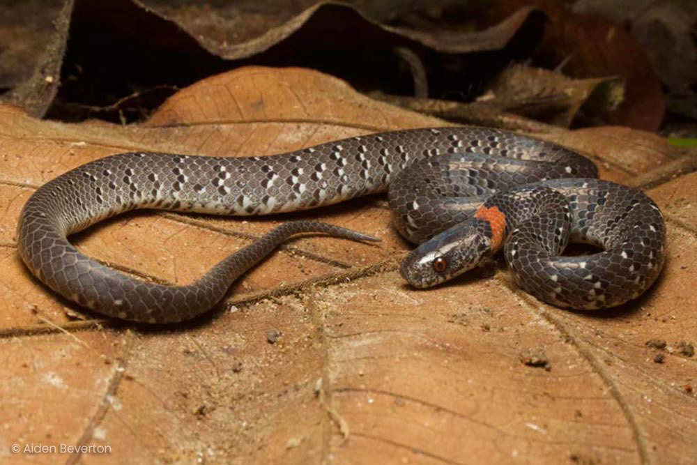 White-spotted slug snakes (Pareas margaritophorus)