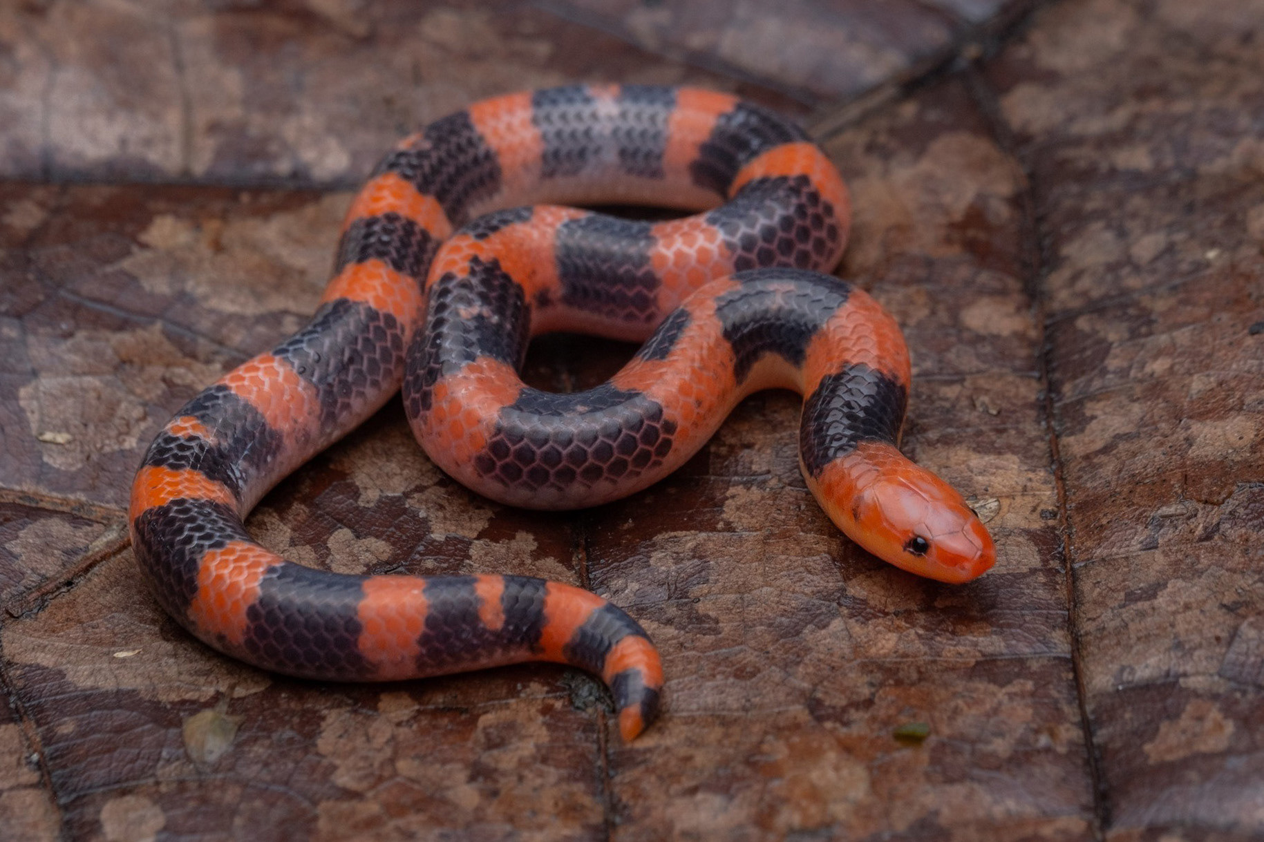 Hillenius's reed snake (Calamaria hilleniusi)