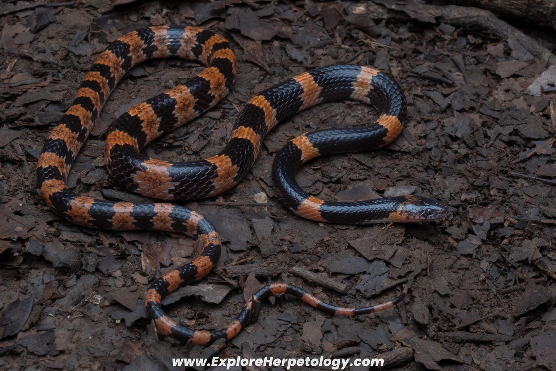 Banded wolf snake (Lycodon fasciatus).