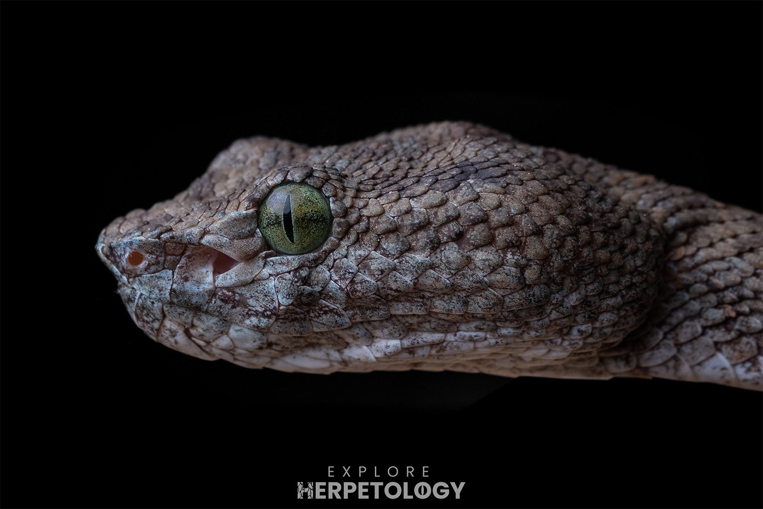 Truong Son pit viper (Trimeresurus truongsonensis)