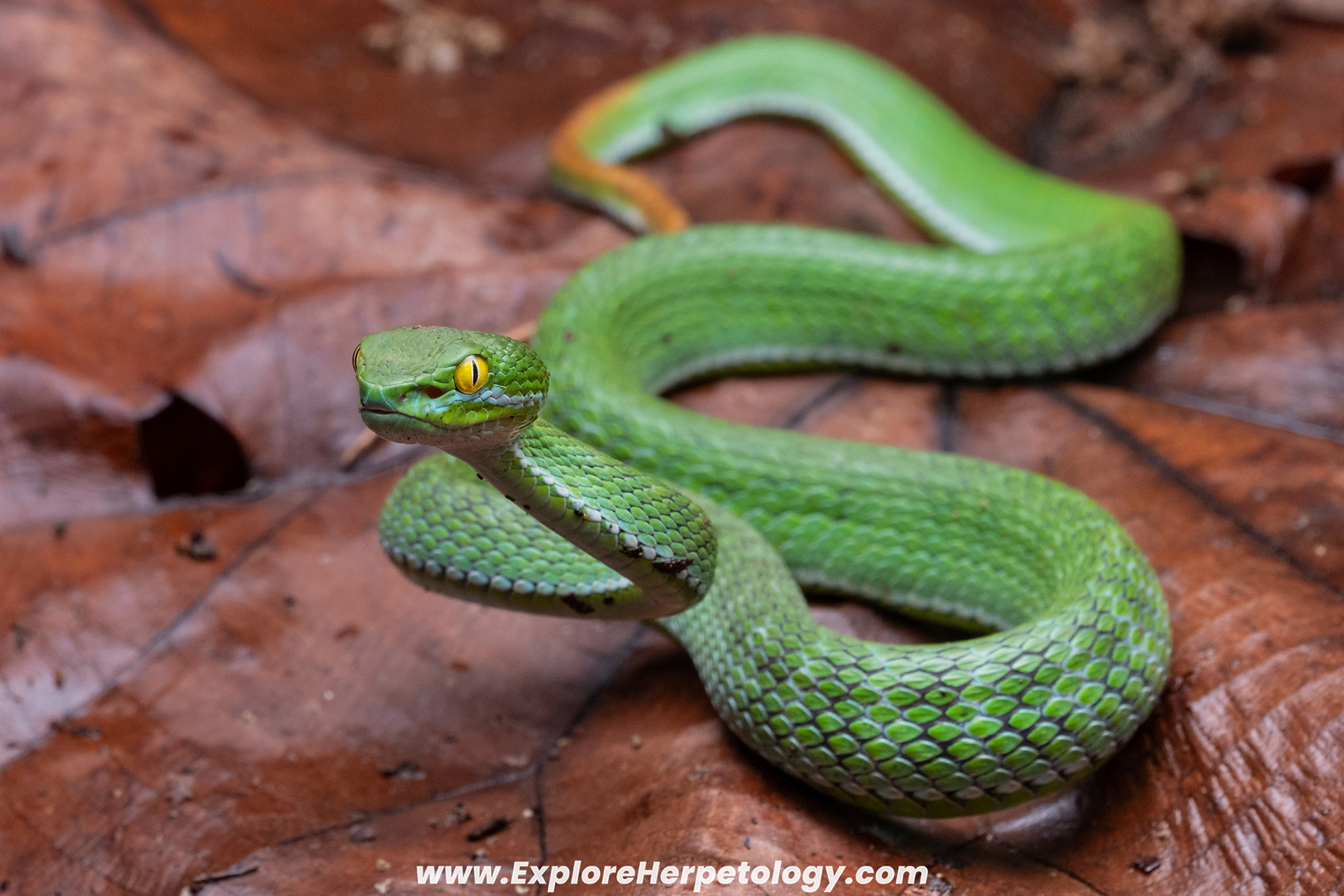 Large-eyed pit viper (Trimeresurus cf. macrops).