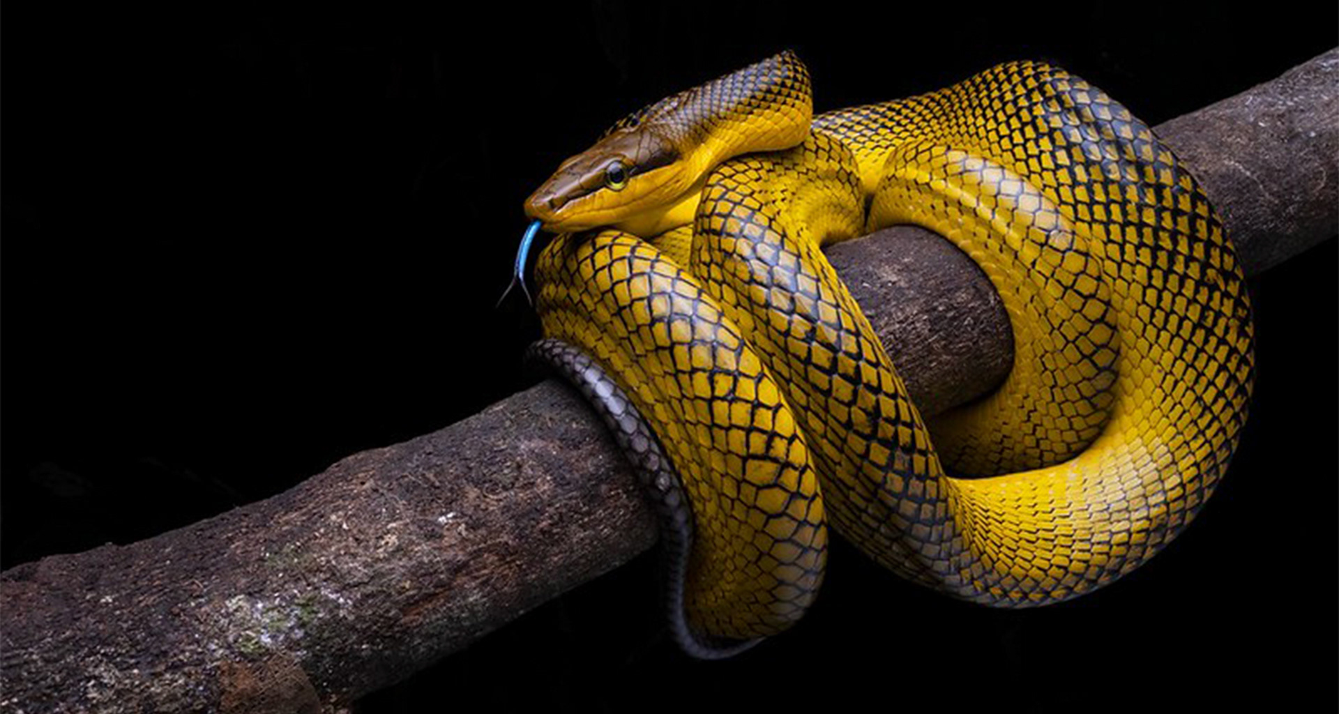 Red-tailed racer (Gonyosoma oxycephalum)