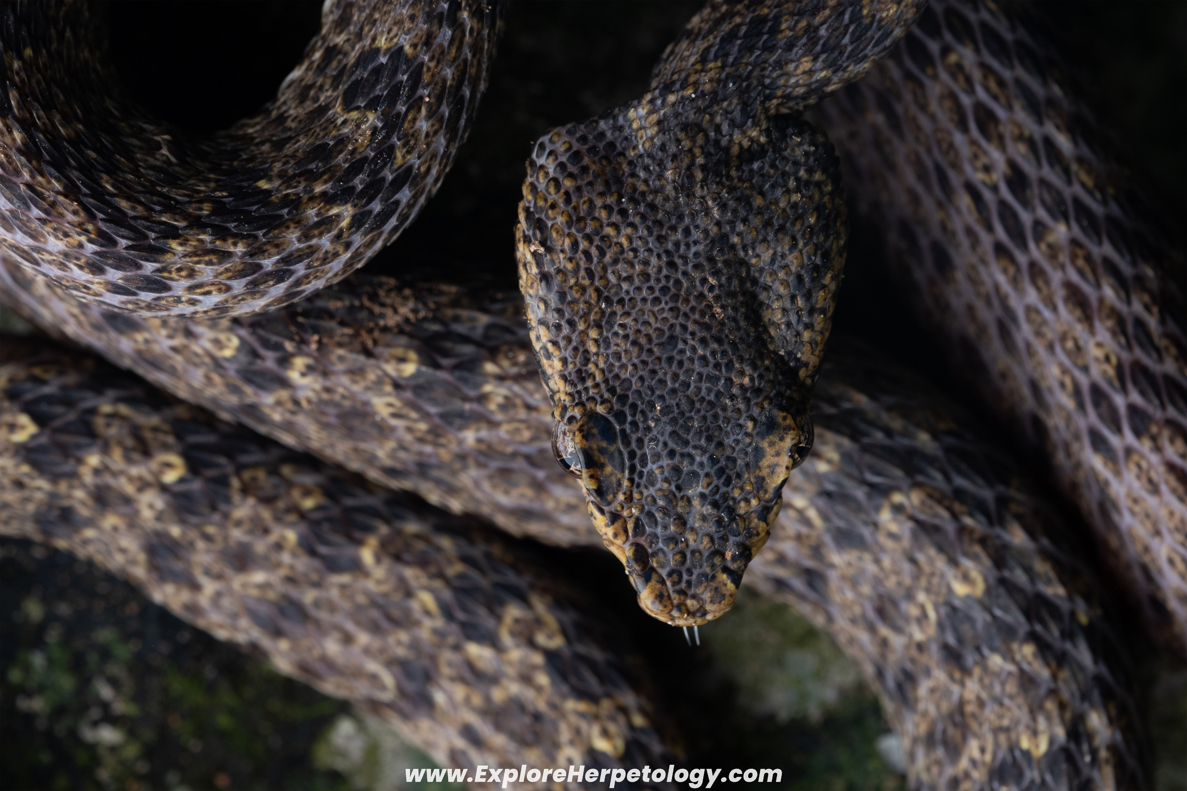 Vang Vieng lance-headed pit viper (Protobothrops flavirostris).