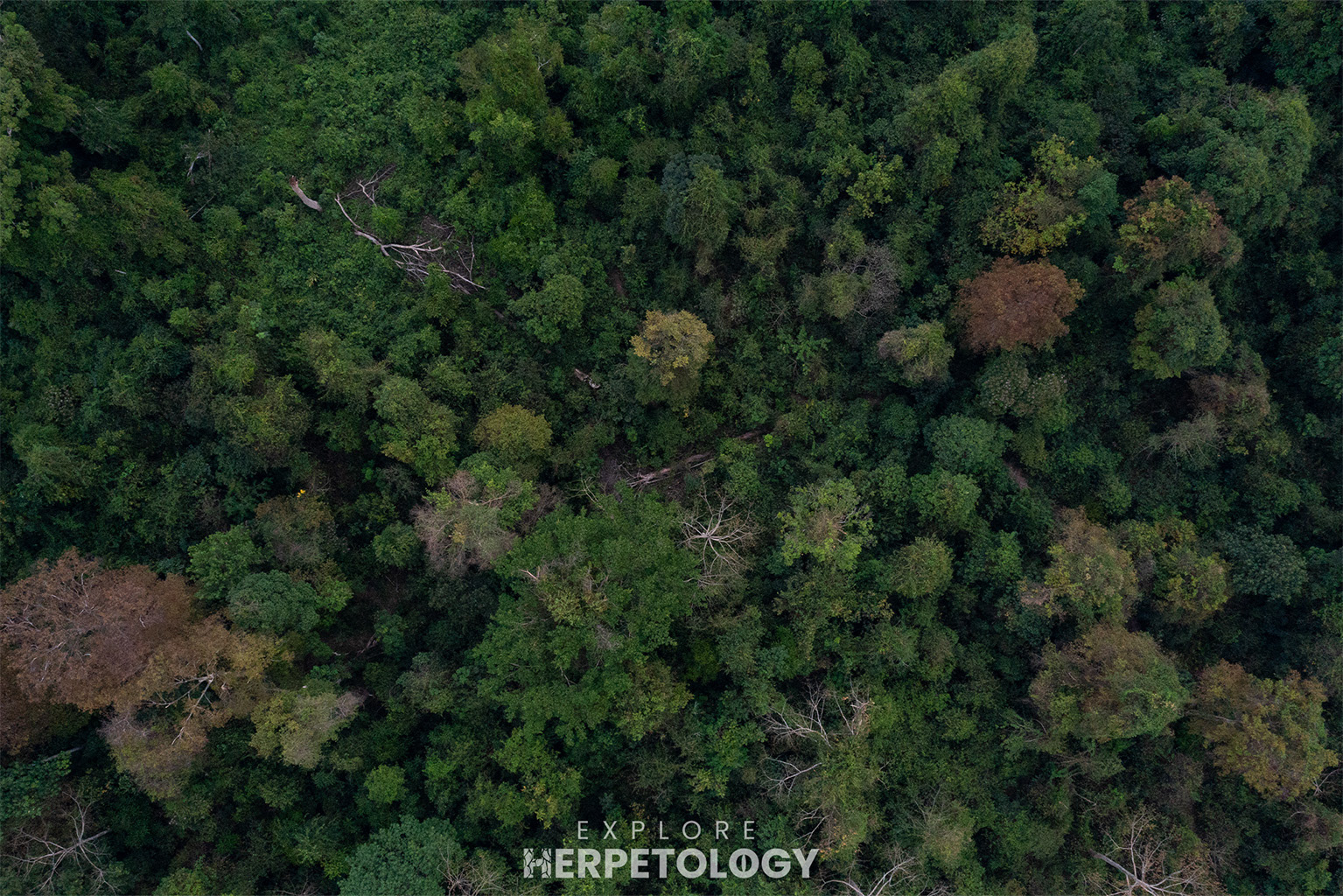 Canopy view of lowland forest.