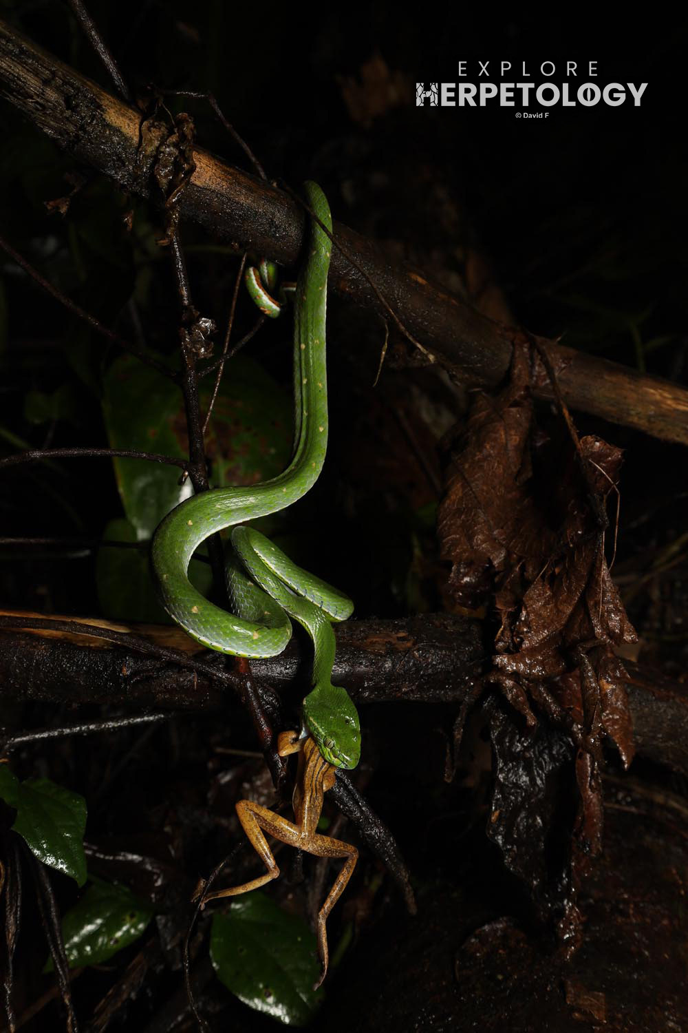 Hagen's pit-viper (Trimeresurus hageni) predating a four-lined tree frog (Polypedates leucomystax)