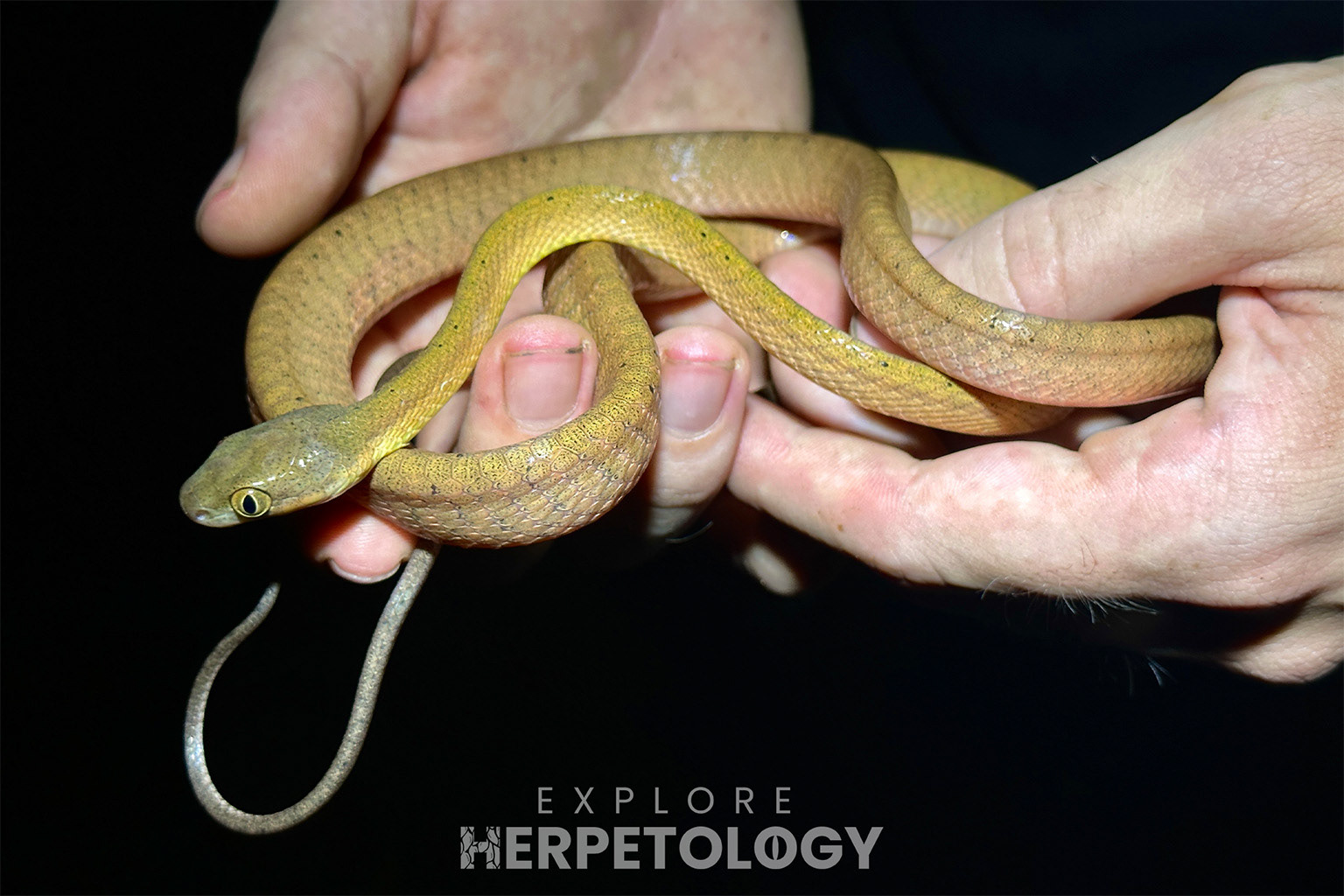 Dark-headed cat snake (Boiga nigriceps).