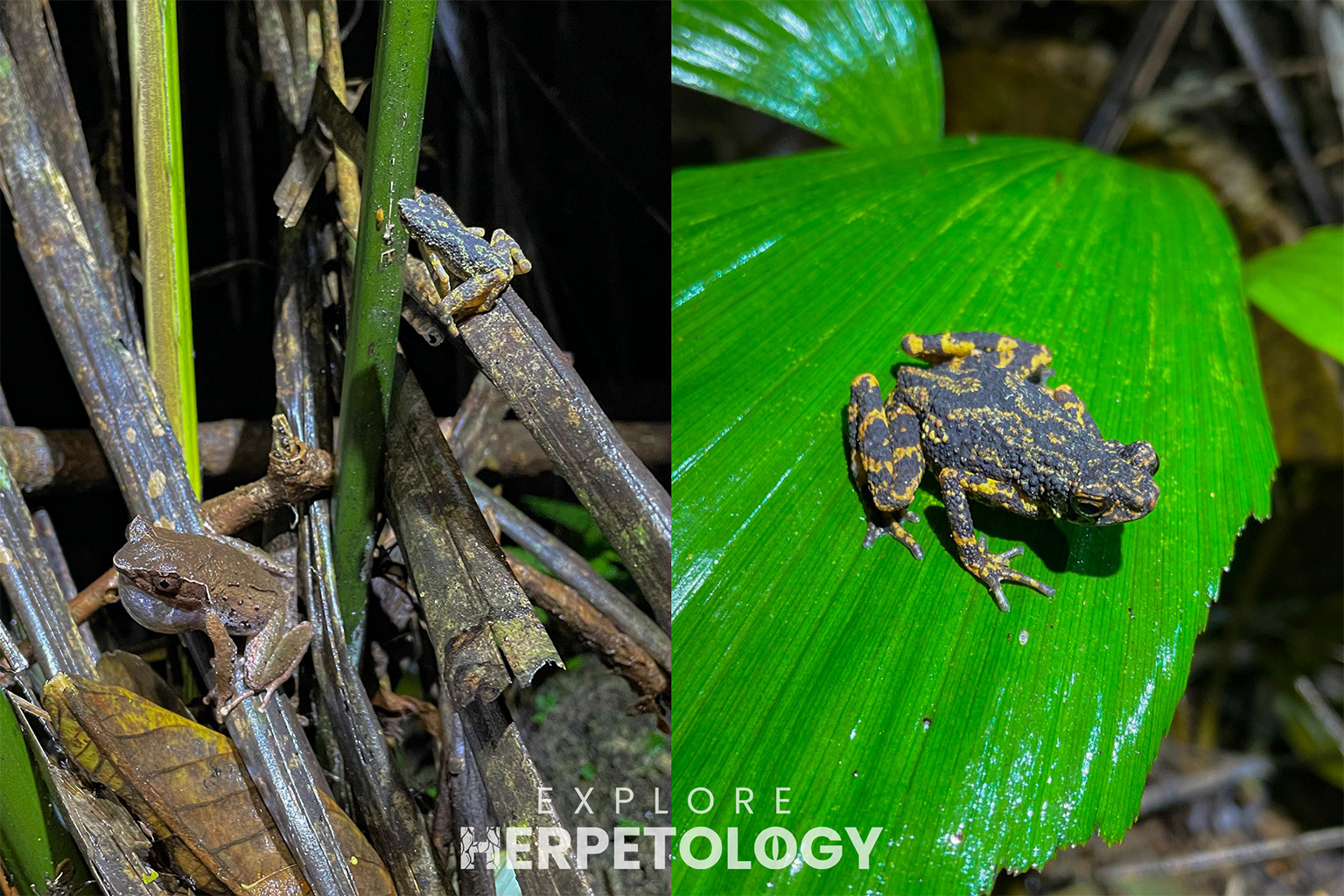 Megophrys cf. parva & Ansonia phuketensis (endemic).