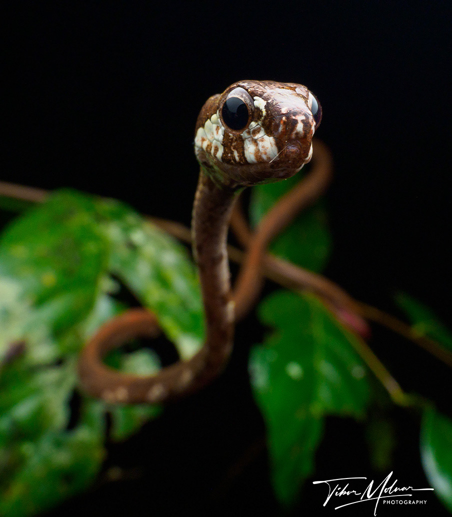 Blunt-headed slug snake (Aplopeltura boa)..