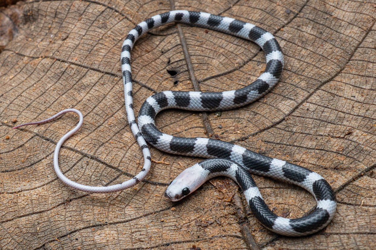 Dusky wolf snake (Lycodon albofuscus).