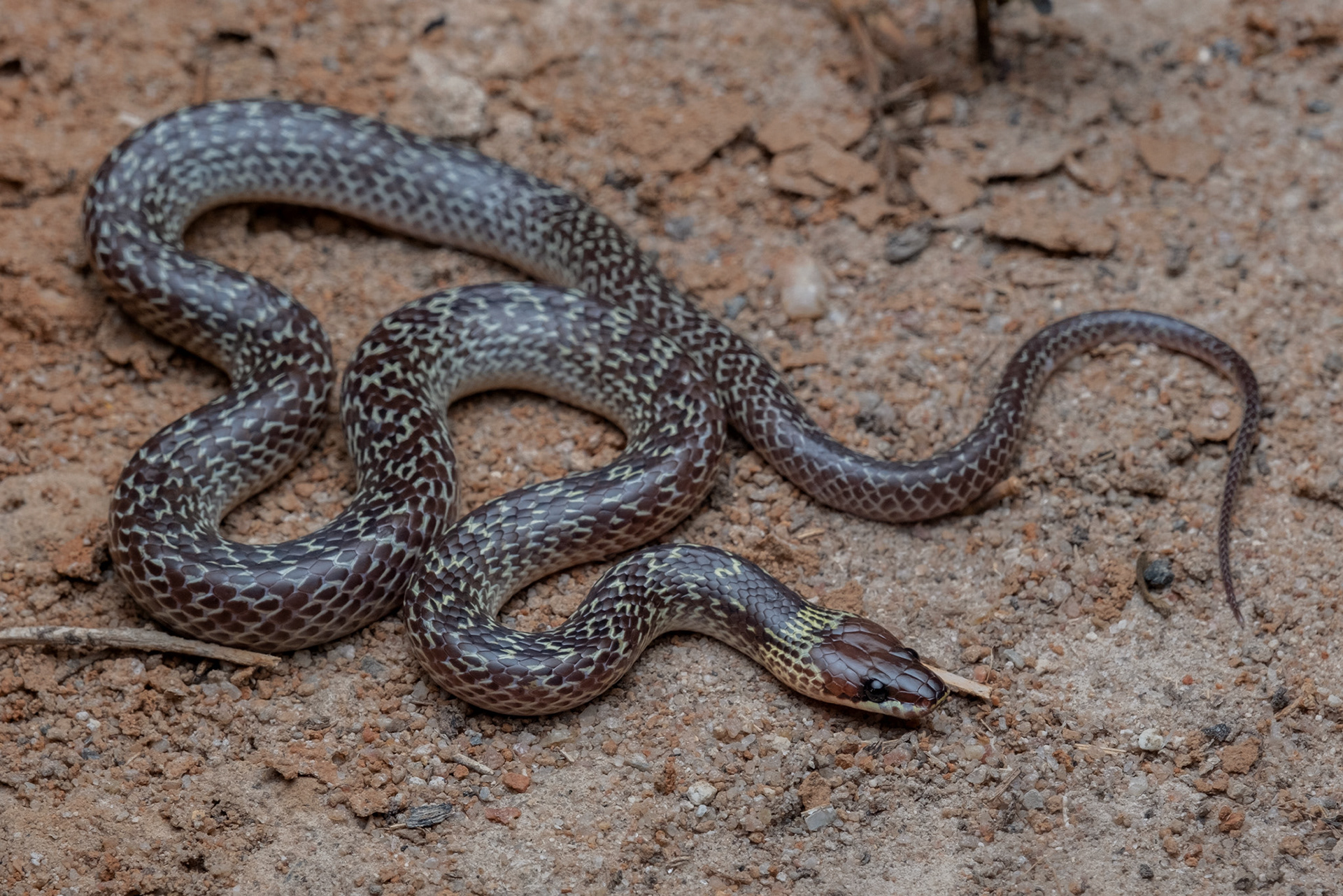 Common wolf snake (Lycodon capucinus)