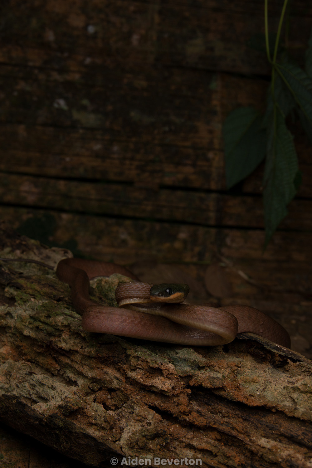 Dark-headed cat snake (Boiga nigriceps).