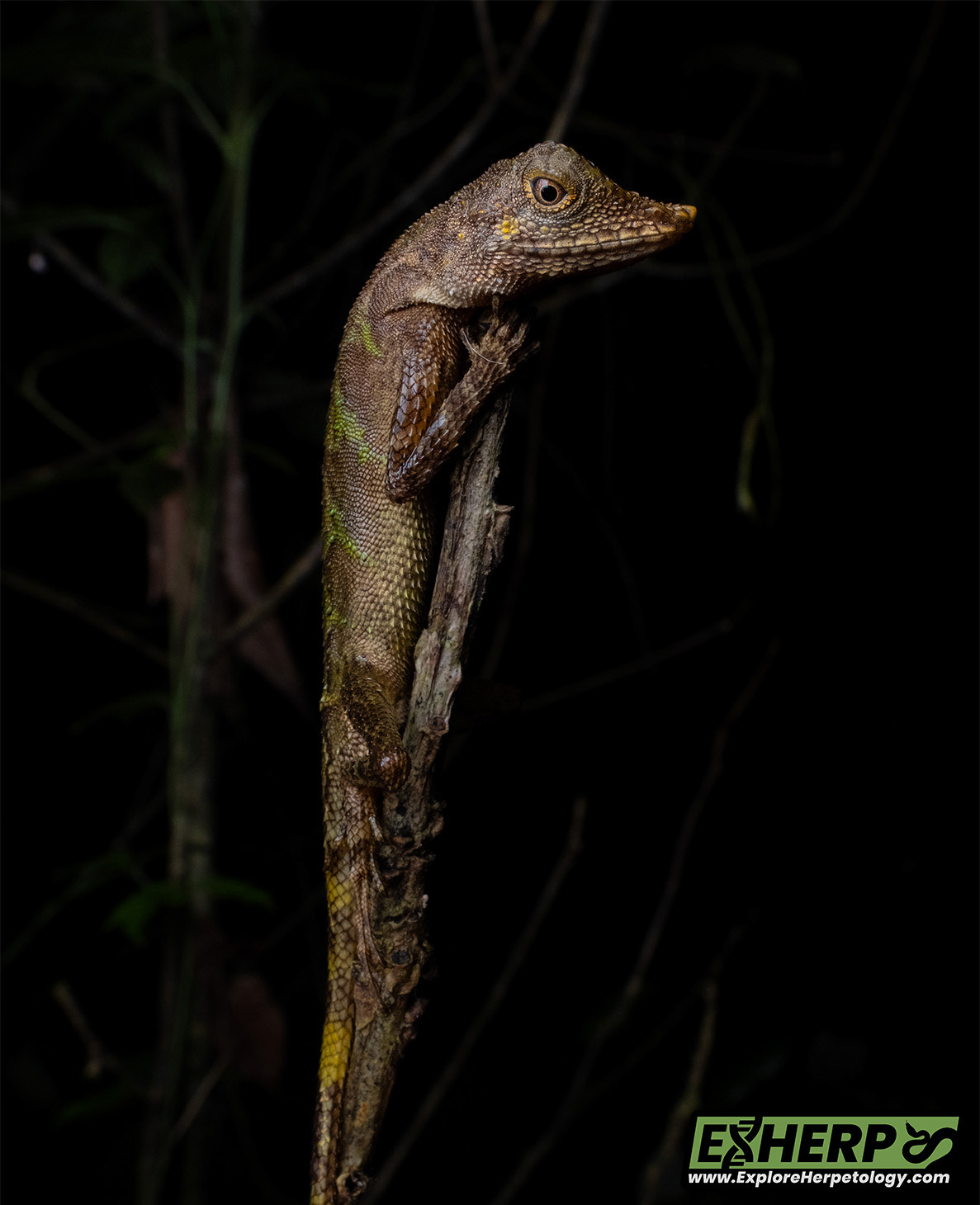 Indonesian earless agama (Aphaniotis acutirostris).