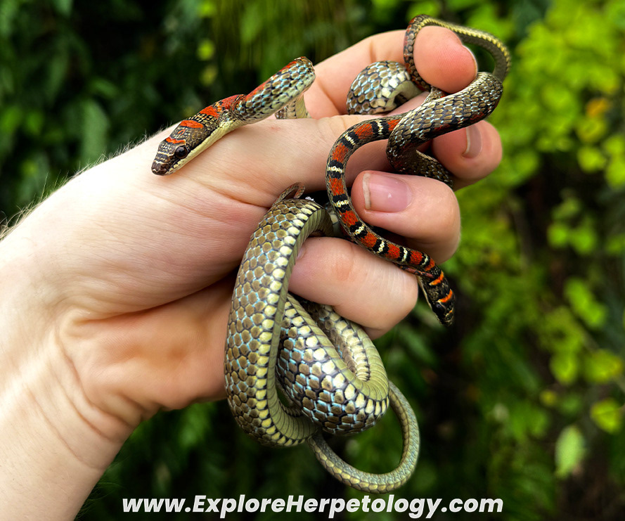Twin-barred flying snakes (Chrysopelea pelias).