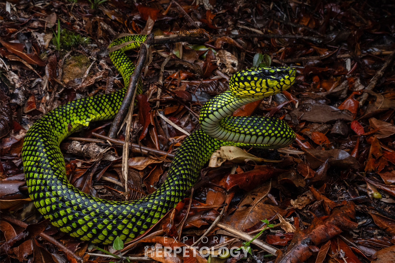 One of the two females.