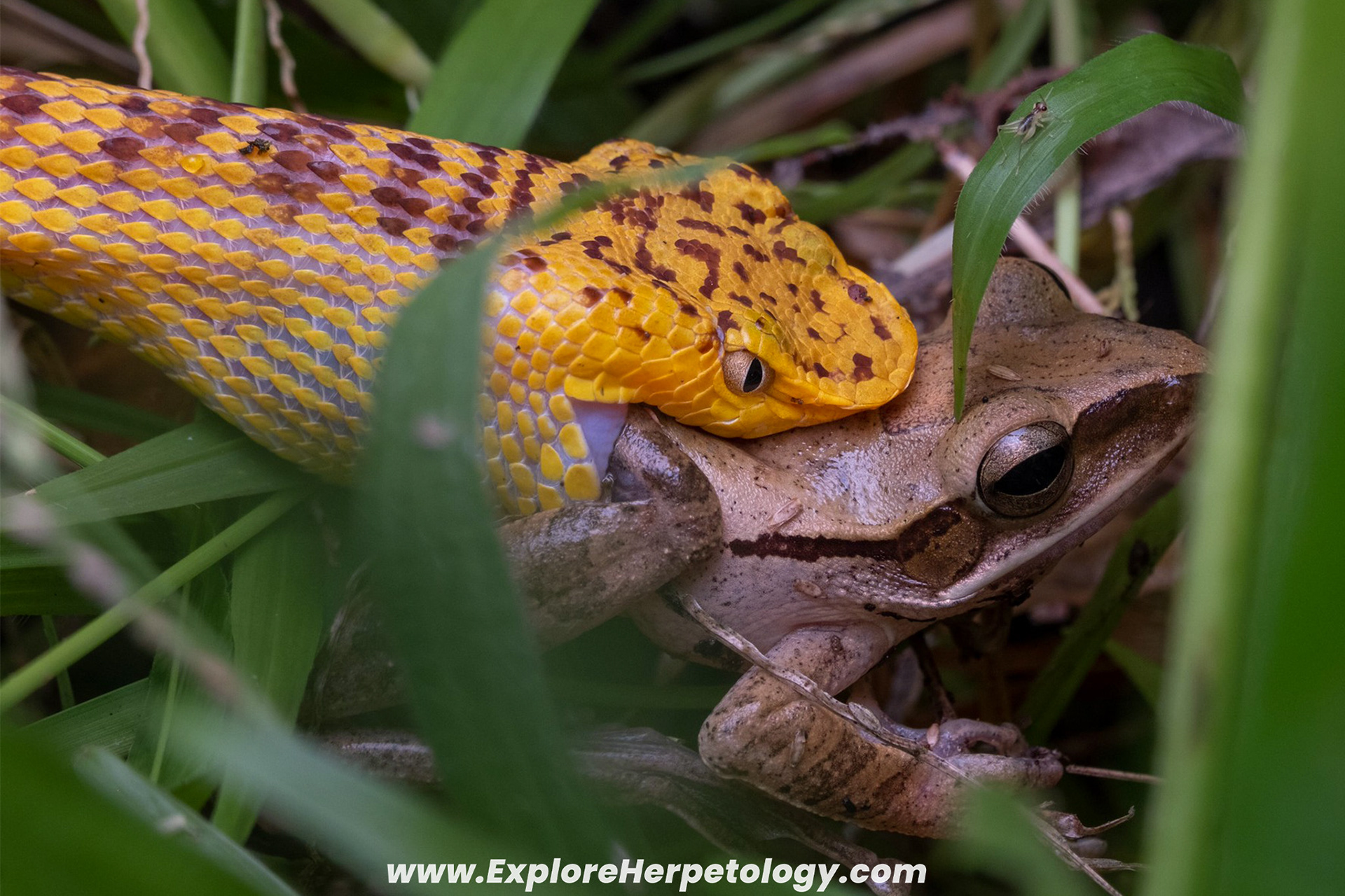 Mcgregor's pit viper (Trimeresurus mcgregori).