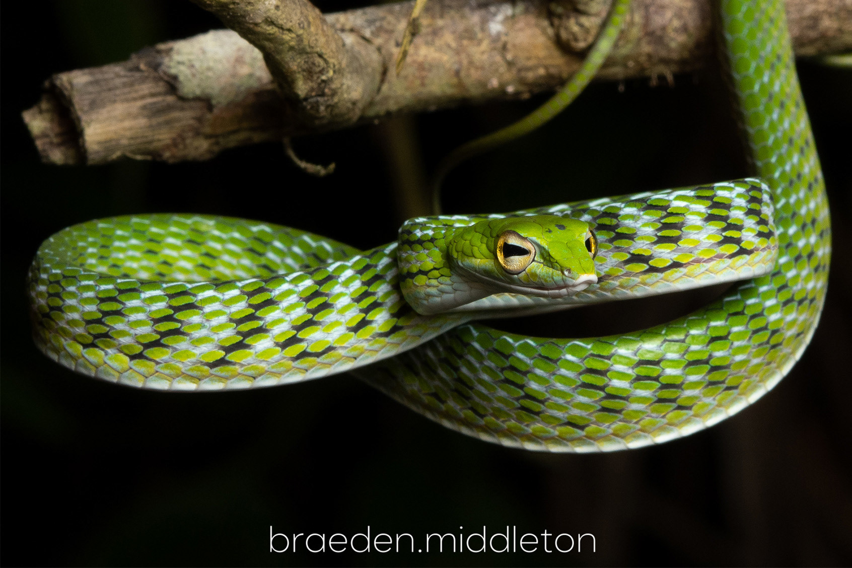 Malayan vine snake (Ahaetulla mycterizans).