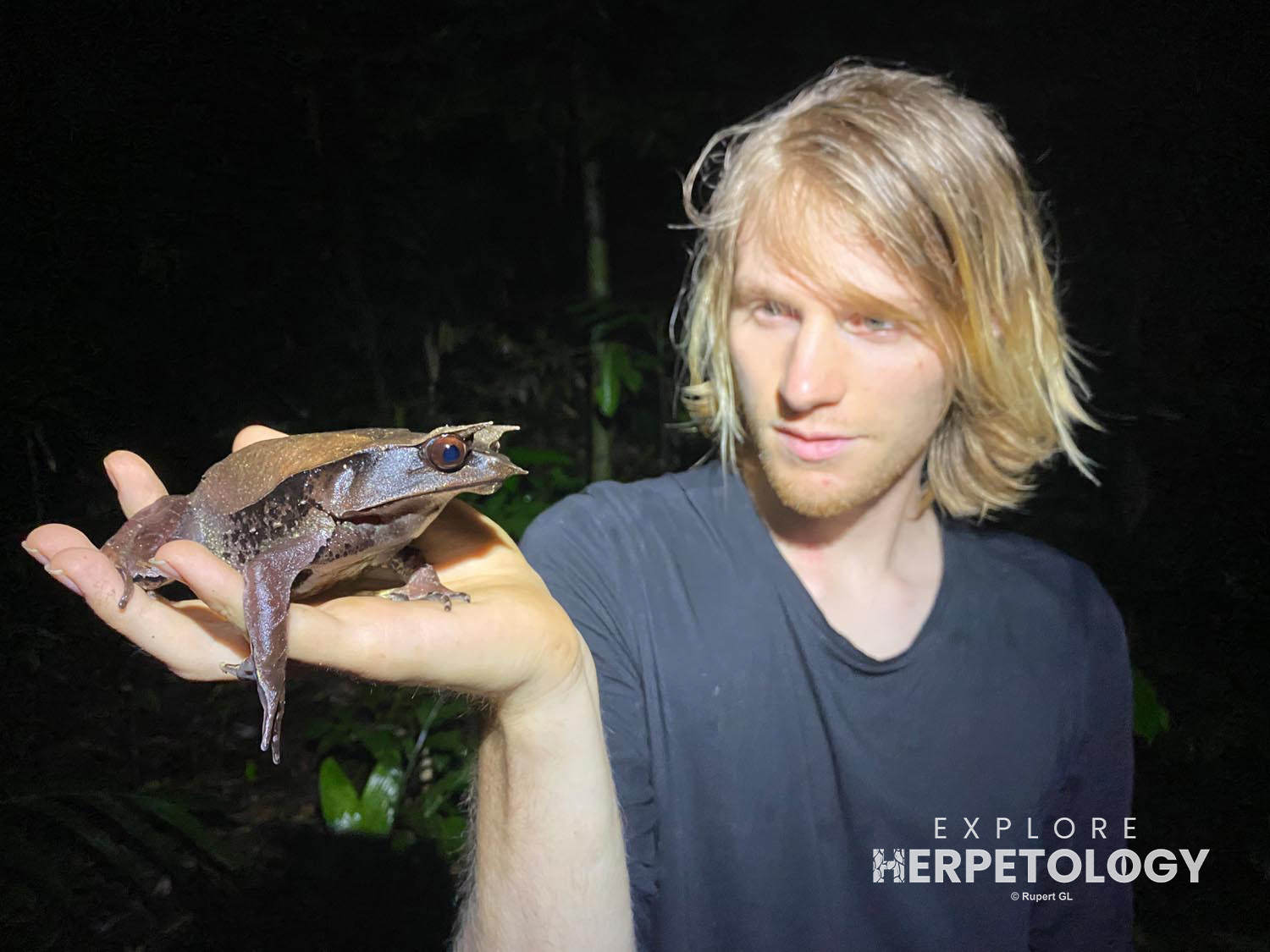 Pelobatrachus nasuta