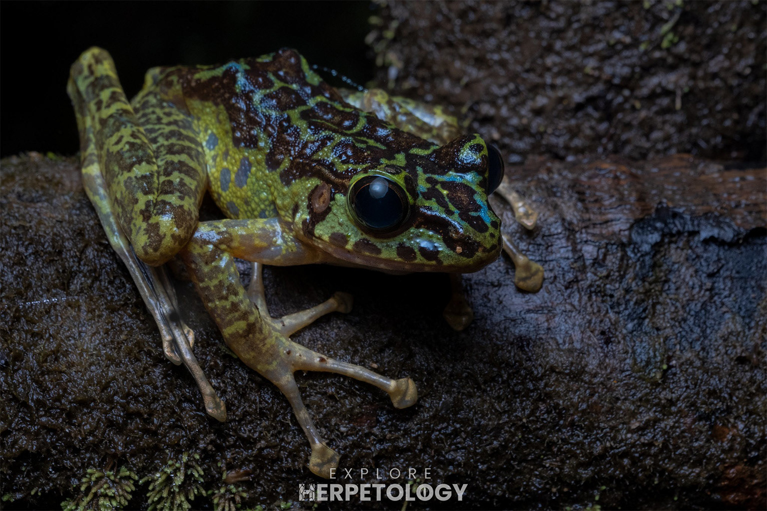 Kerinci cascade frog (Sumaterana crassiovis)