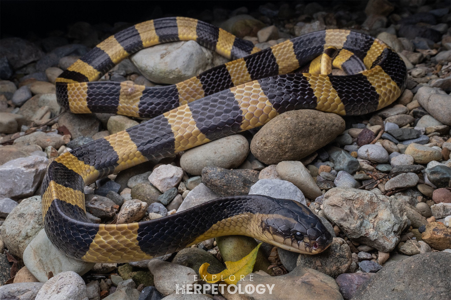 Banded krait (Bungarus fasciatus)