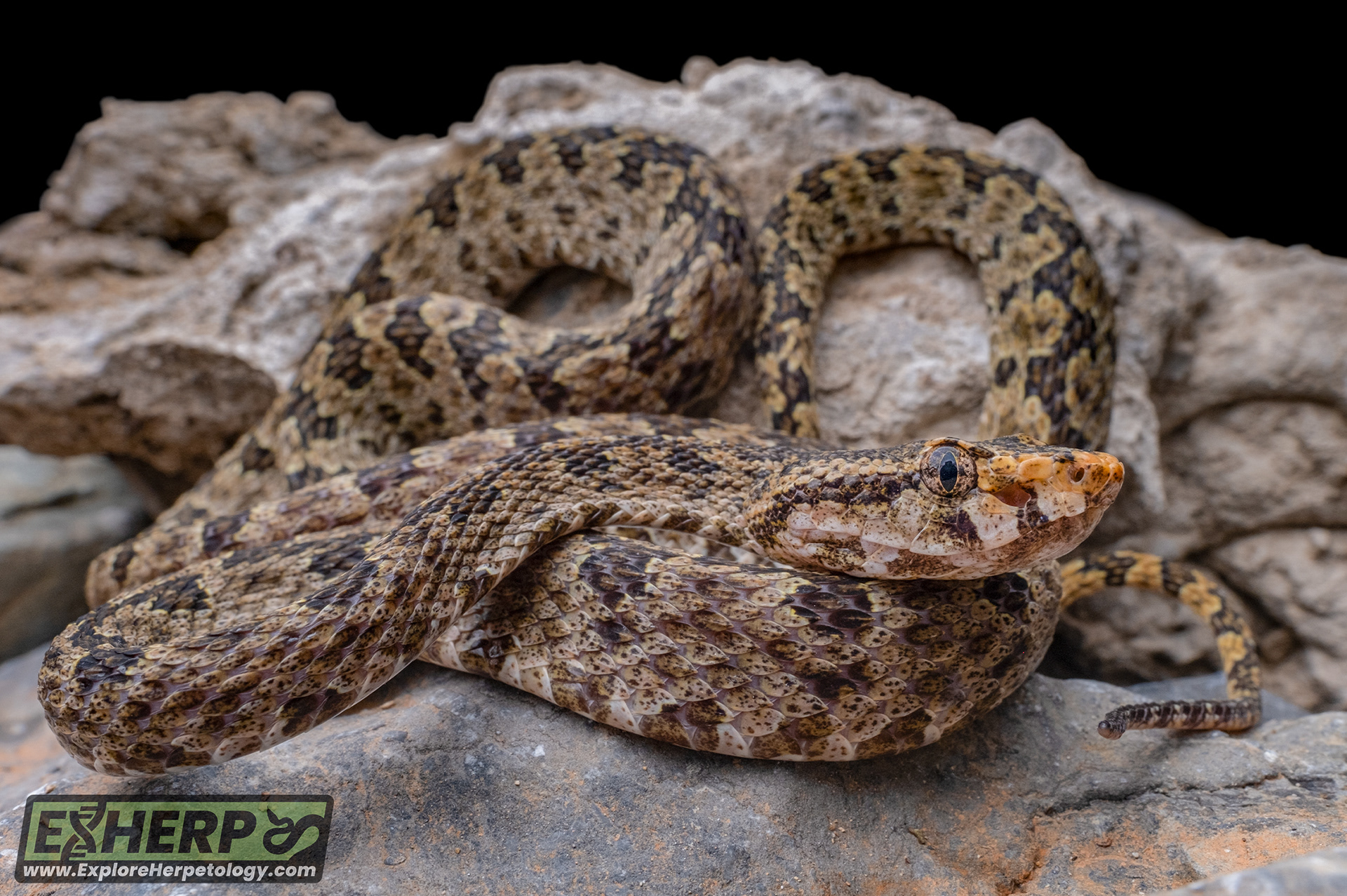 Protobothrops flavirostris.