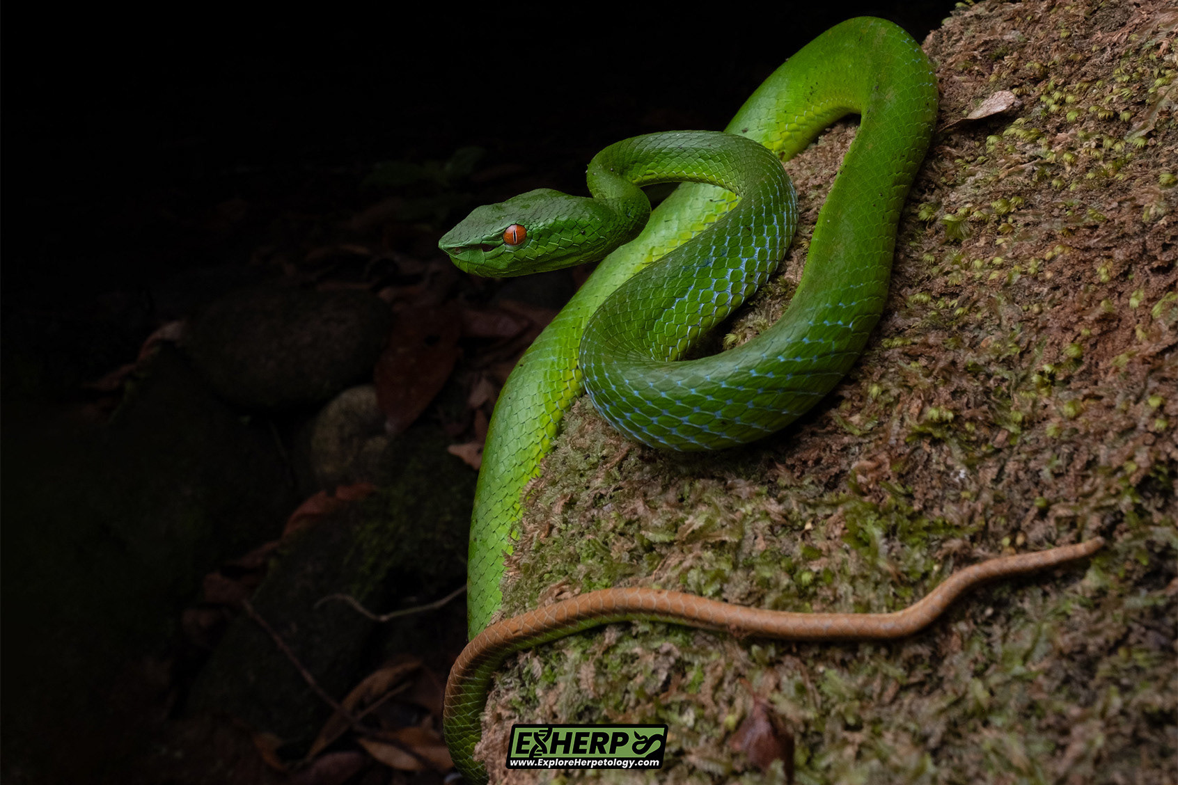 Toba Lake pit viper (Trimeresurus sabahi toba).