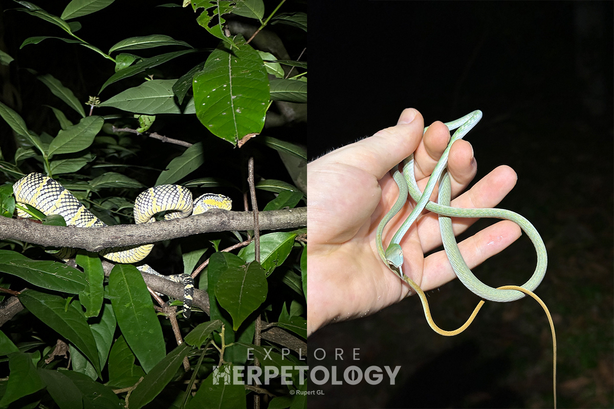 Left: Wagler's pit viper (Tropidolaemus wagleri). Right: Batanes prasse (Ahaetulla prasina).