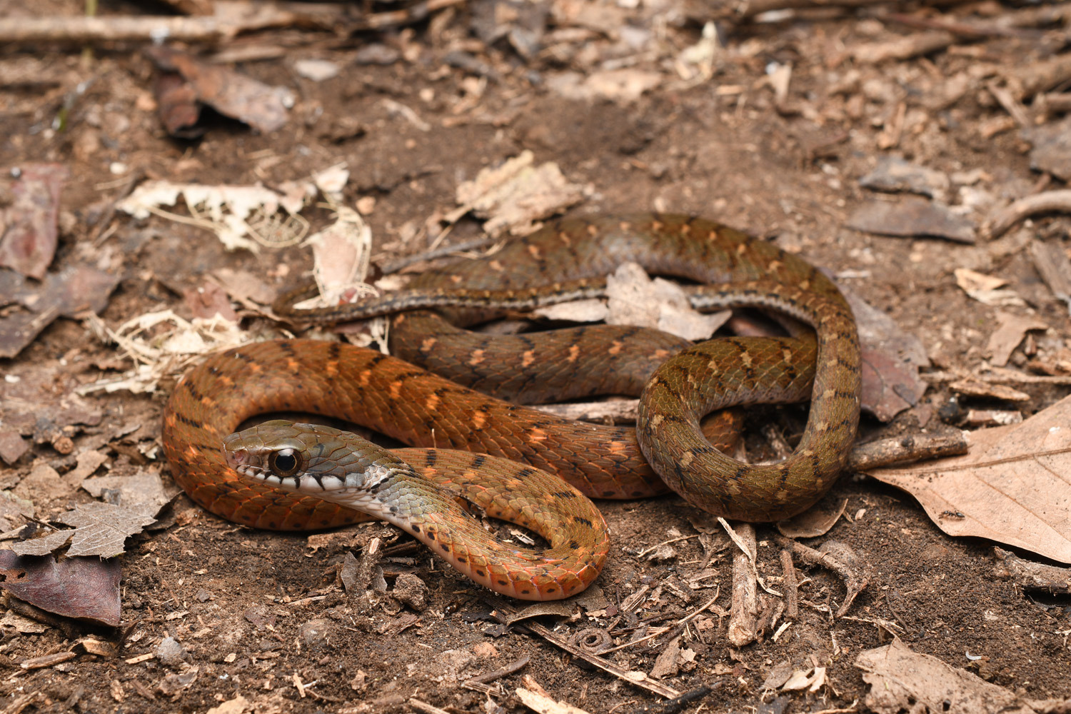 Speckle-bellied keelback (Rhabdophis chrysargos).