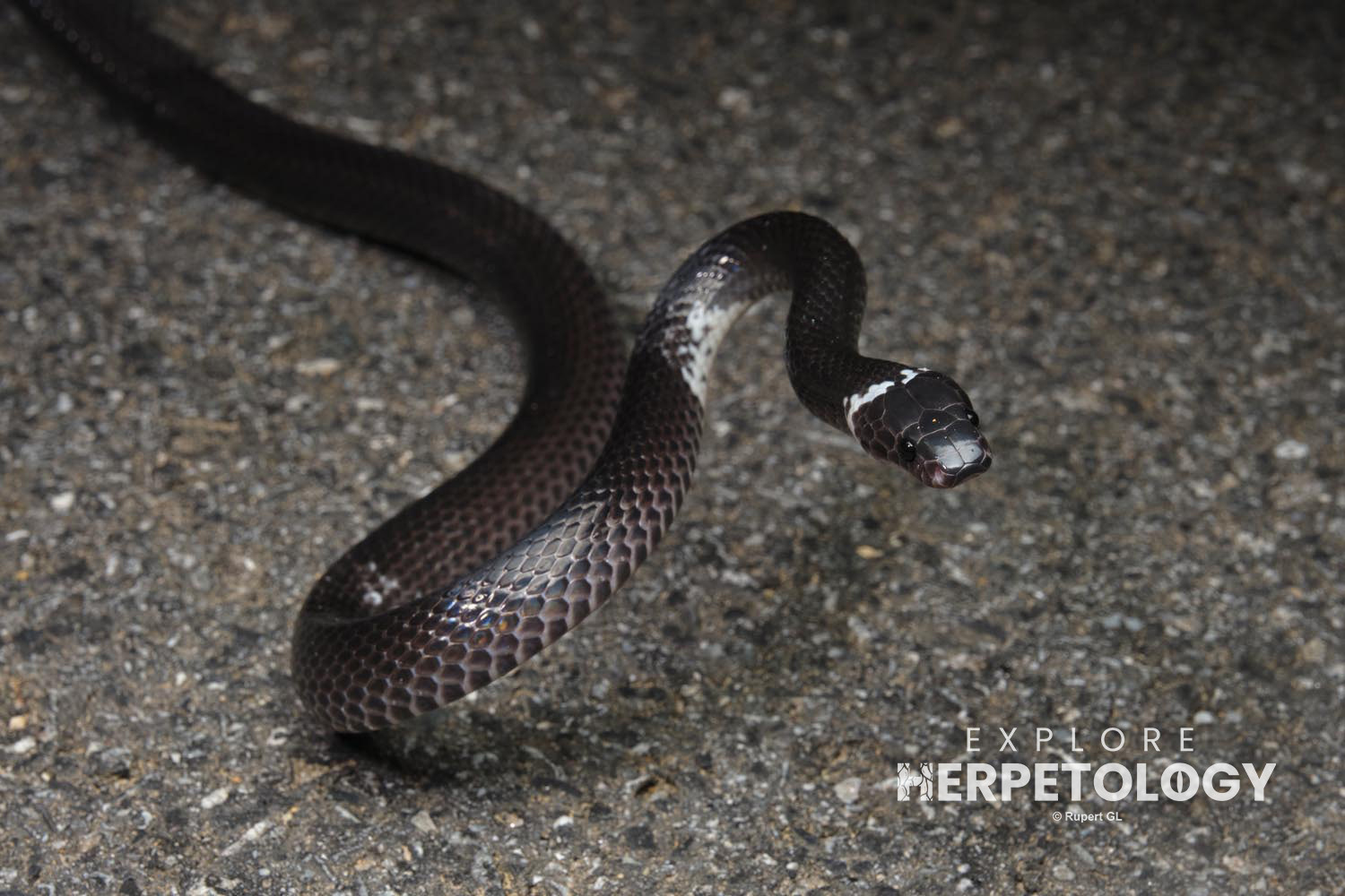Malayan banded wolf snake (Lycodon subcinctus)