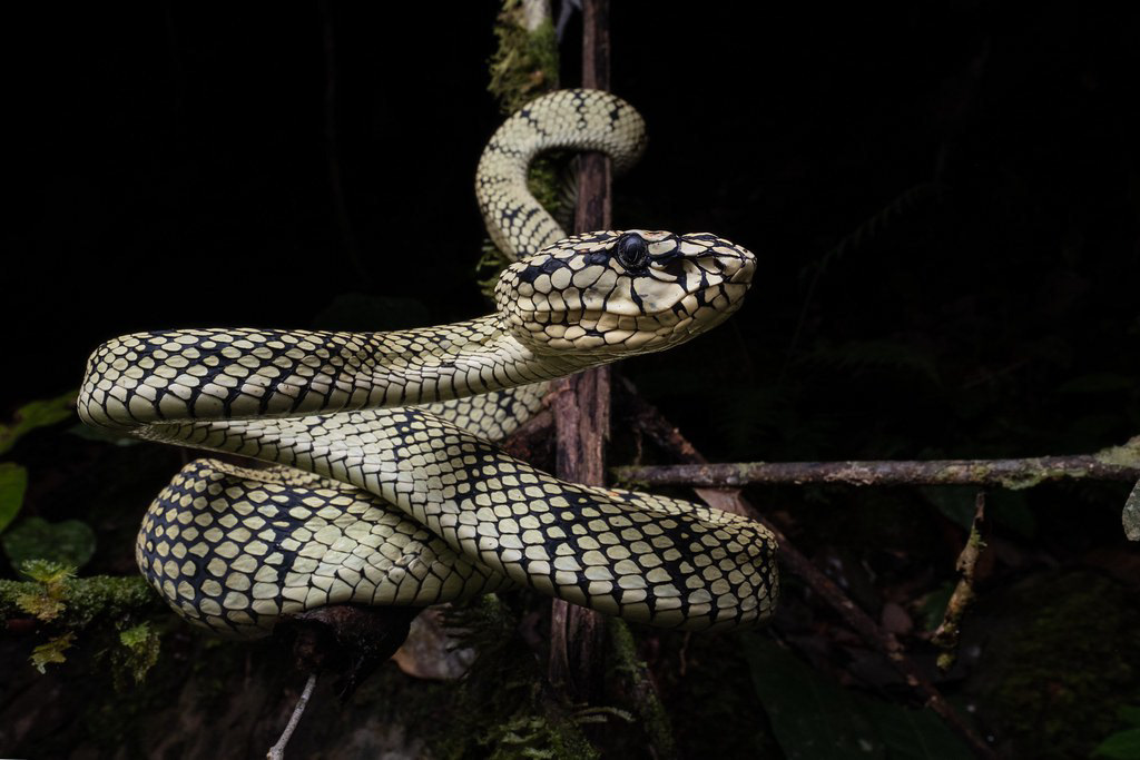 Sumatran pit viper (Trimeresurus sumatranus)