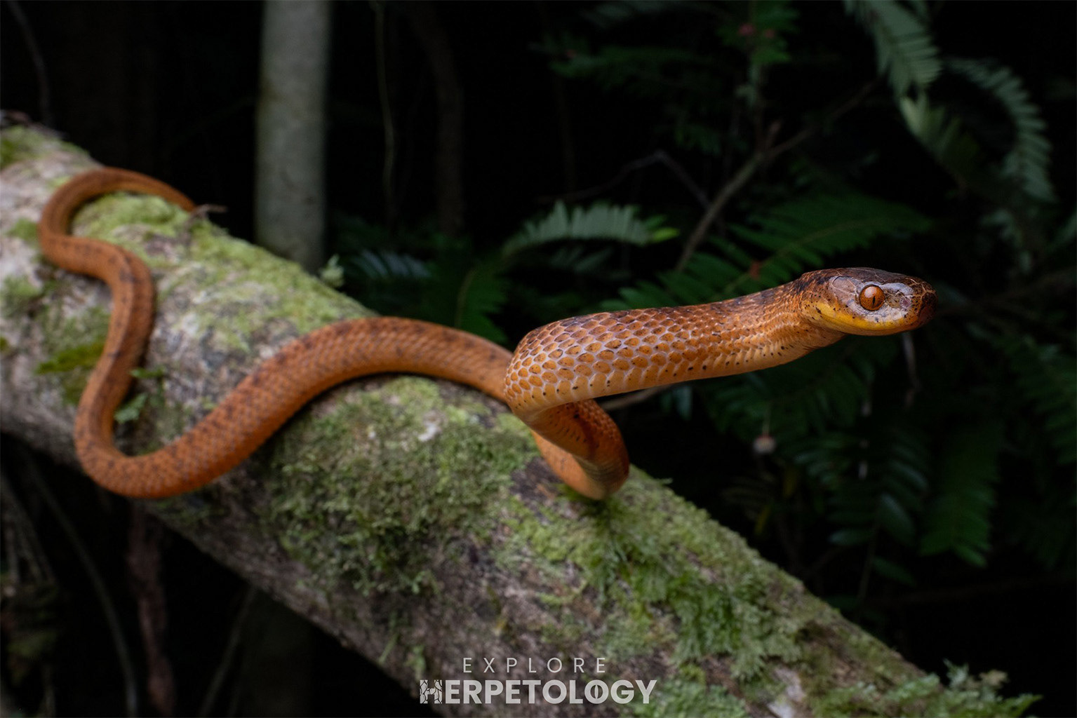 Twin-spotted slug snake (Pareas geminatus)