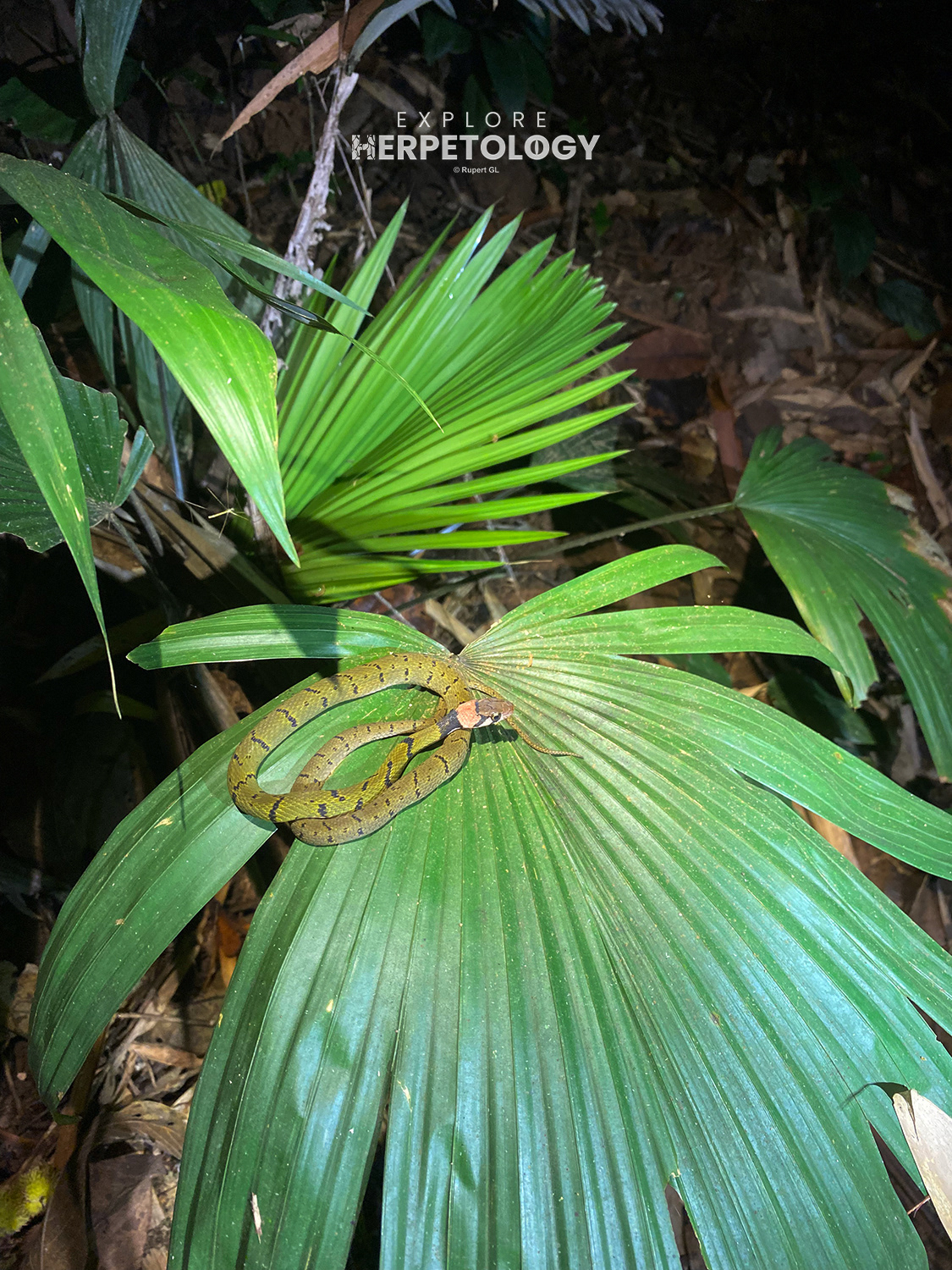 Rhabdophis nigrocinctus