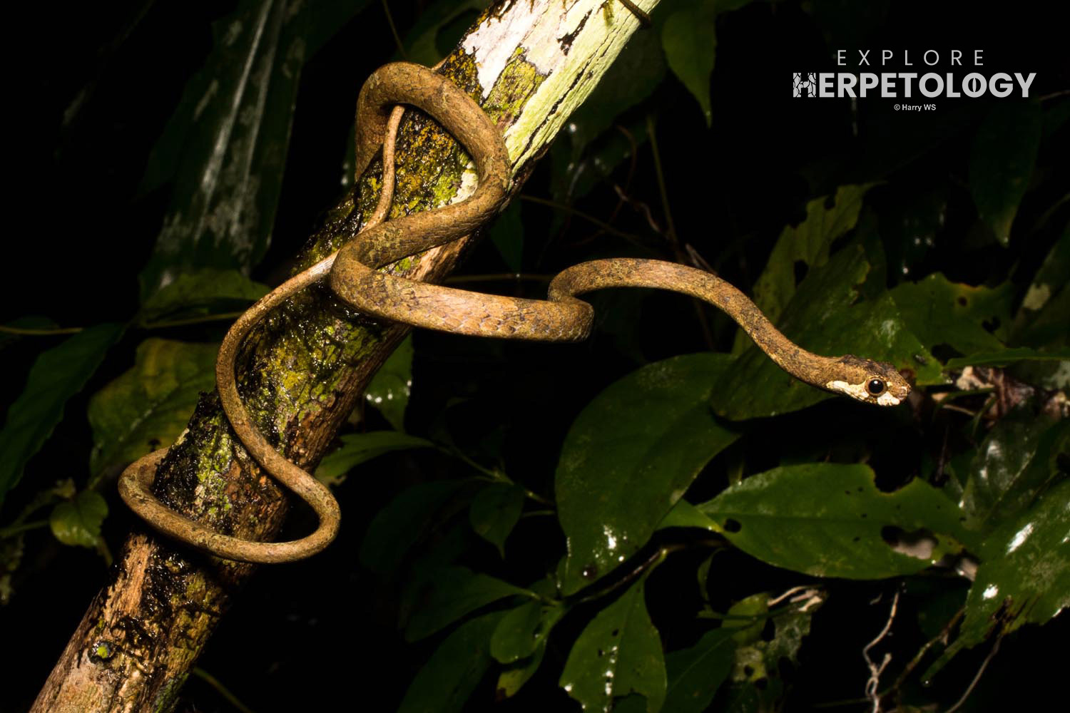 Blunt-headed slug snake (Aplopeltura boa)