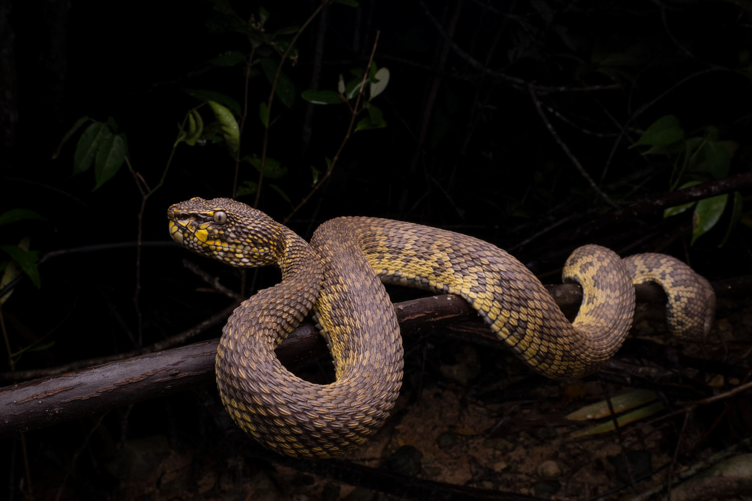 Mangrove pit viper (Trimeresurus purpureomaculatus)