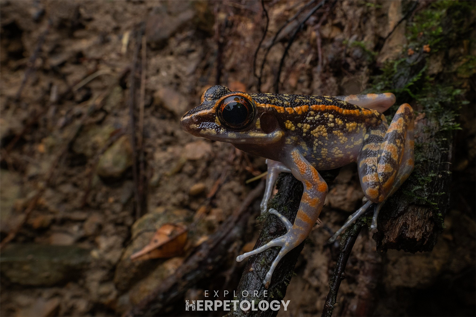 Matang beautiful frog (Pulchrana signata)