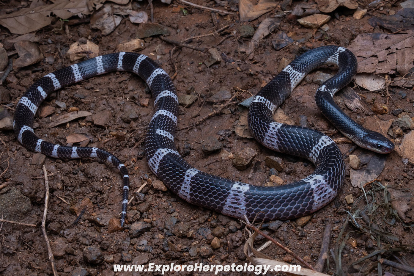 Wanghaoting's krait (Bungarus multicinctus wanghaotingi).