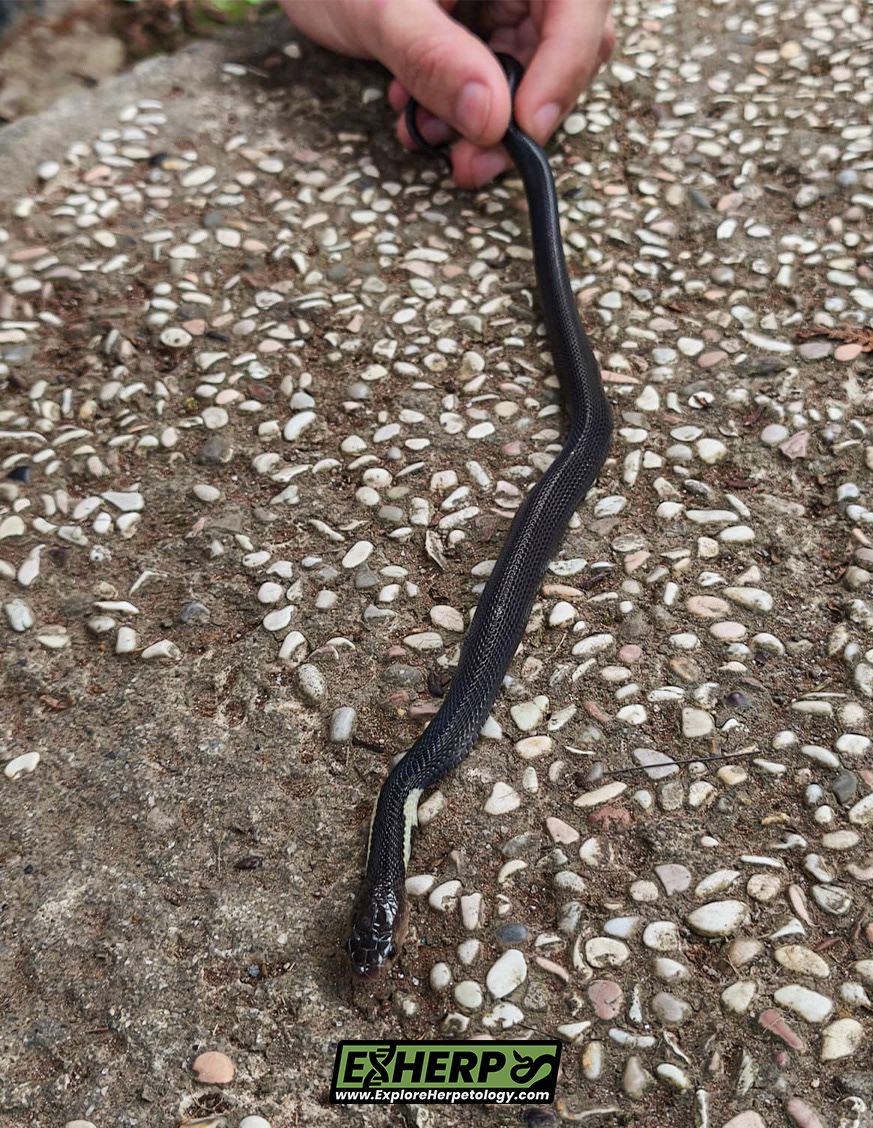 Sumatran cobra (Naja sumatrana).