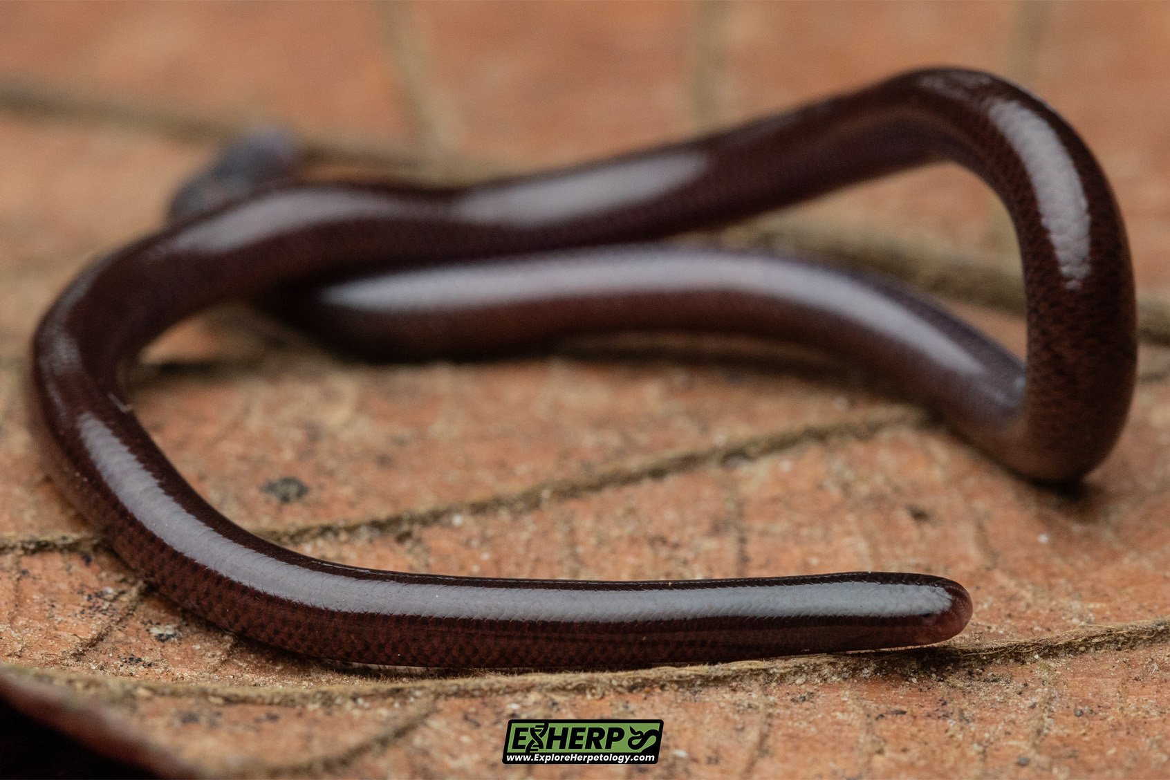 Brahminy blind snake (Indotyphlops braminus).