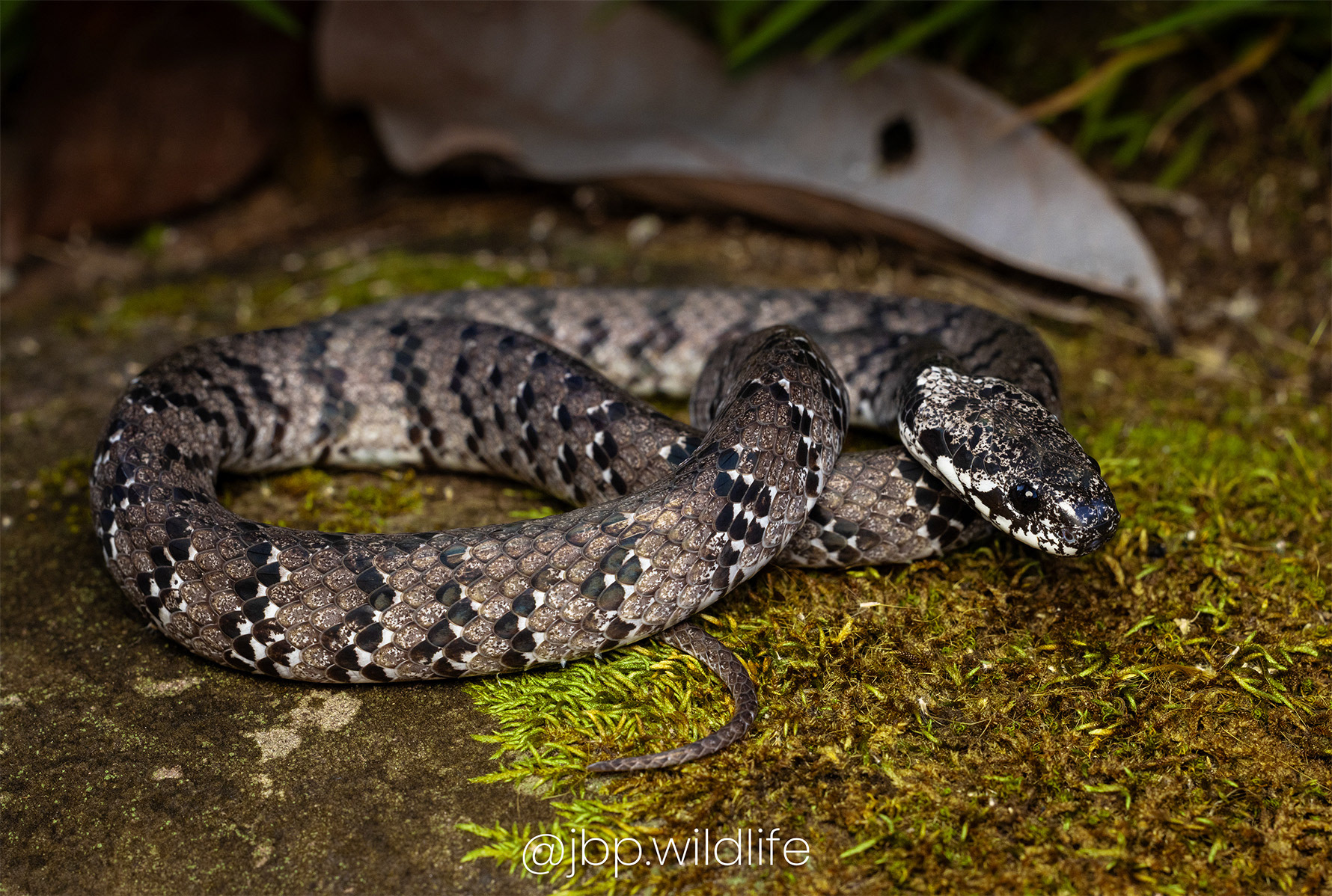 Pareas macularius