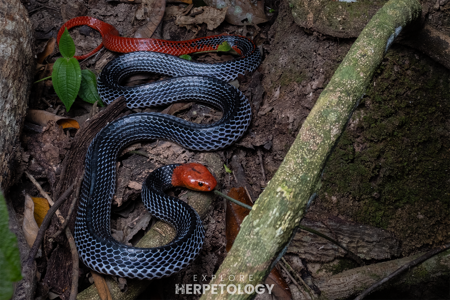Red-headed krait (Bungarus flaviceps)