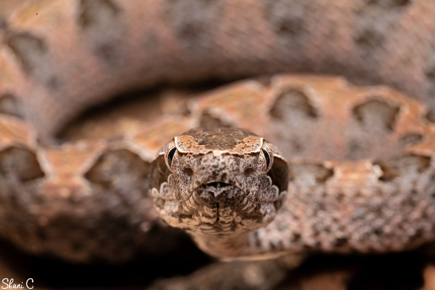 Juvenile Malayan pit viper (Calloselasma rhodostoma).